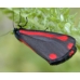 Cinnabar Moth Hipocrita jacobaeae Larvae 